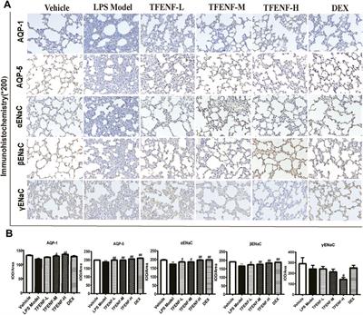 Inhibition of Inflammation and Regulation of AQPs/ENaCs/Na+-K+-ATPase Mediated Alveolar Fluid Transport by Total Flavonoids Extracted From Nervilia fordii in Lipopolysaccharide-induced Acute Lung Injury